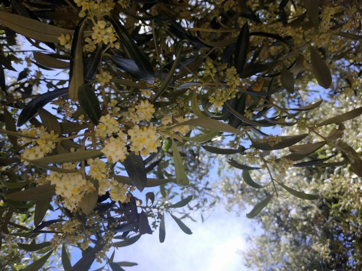 Vacanza In Ogliastra 테르테니아 외부 사진